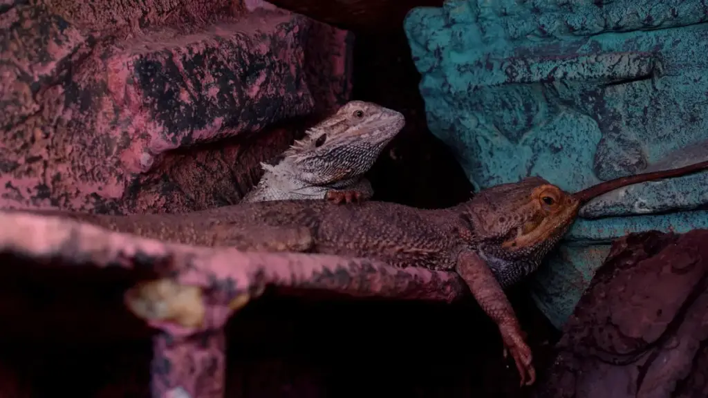 high-contrast-concept-image-of-organ-failure-risks-associated-with-a-dangerous-bearded-dragon-diet