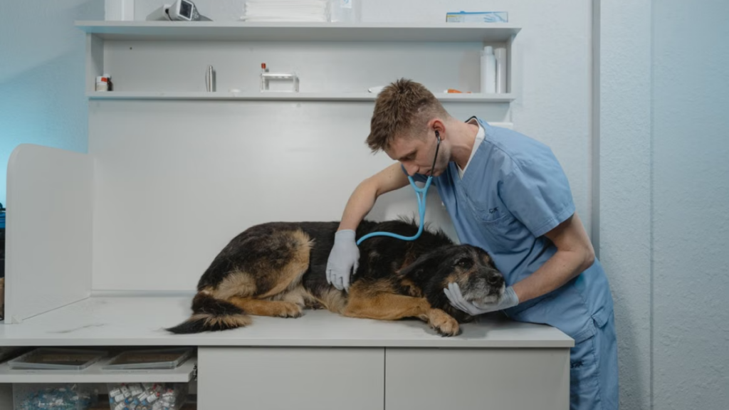 high-contrast-surgical-instruments-tray-abnormal-dog-body-behavior