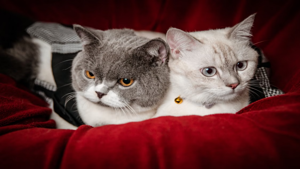 Histamine hypersecretion triggered directly by Allergies in British Shorthair cats