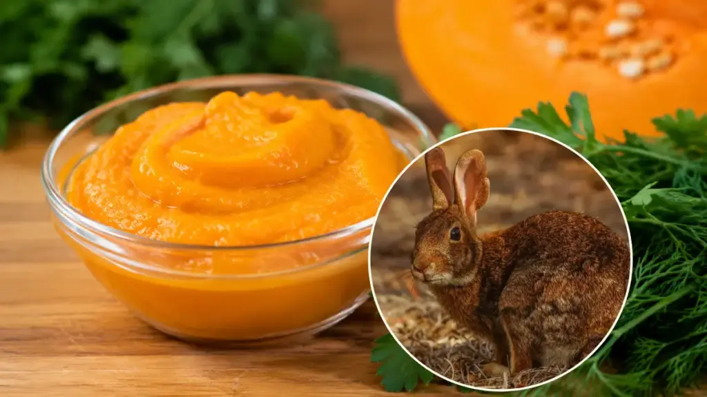 homemade-rabbit-treats-steamed-pumpkin-puree-mix-for-what-food-does-a-bunnies-eat