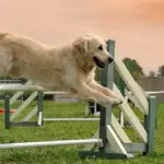 how to train your dog at home 1