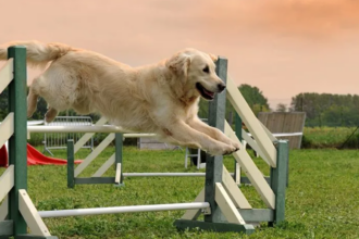 how to train your dog at home 1