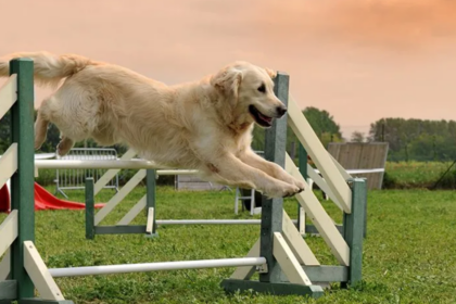 how to train your dog at home 1