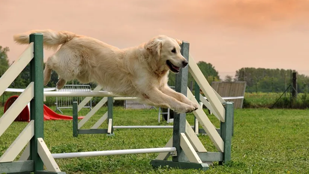 how to train your dog at home 1
