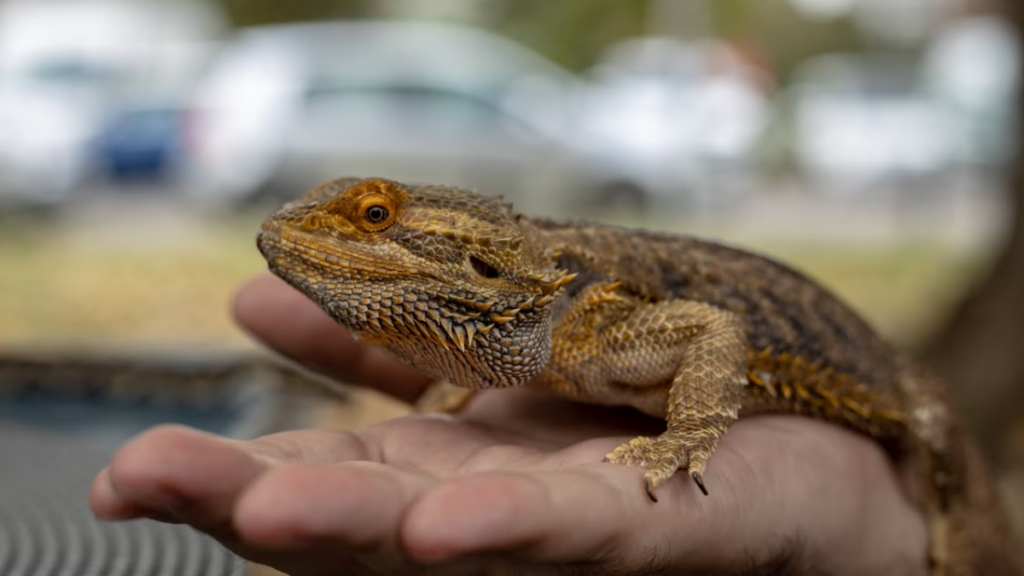 Dehydration testing to reduce the danger of Post-vaccination complications in bearded dragons