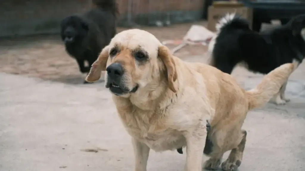  intestinal-villi-destruction-causing-dangerous-colors-of-dog-feces