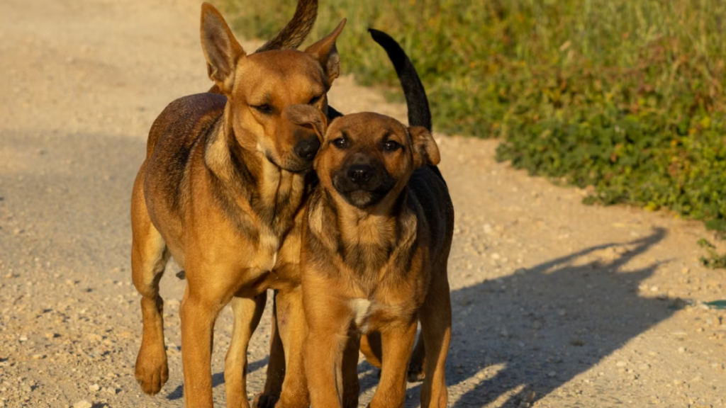 intravenous-dextrose-fluid-line-preparation-abnormal-dog-body-behavior