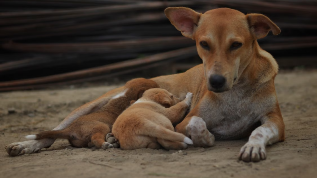 loading-blood-vials-for-titer-test-after-invalid-rabies-shot-for-dogs
