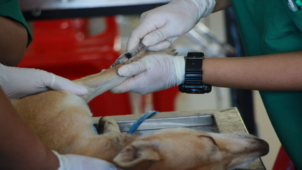 scientific-microscope-cell-view-preventing-over-vaccination-of-rabies-shot-for-dogs
