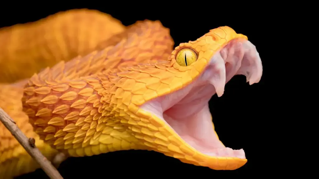 laboratory-technician-inspecting-antivenom-vials-under-bright-lights-snake