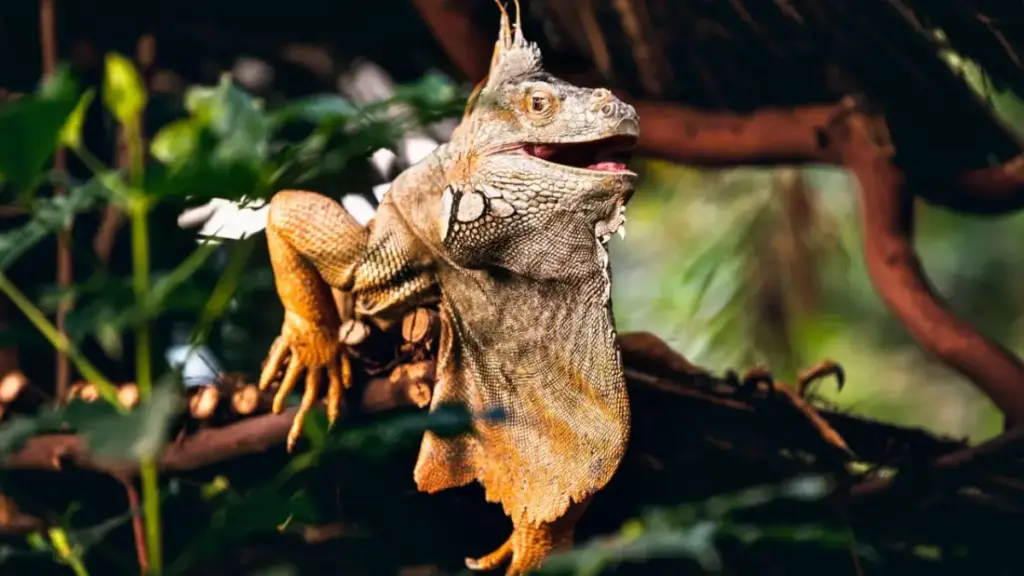 laboratory-testing-equipment-used-to-verify-recovery-parameters-after-toxic-bearded-dragon-food-ingestion