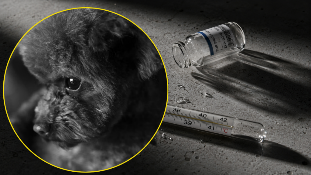 broken-cold-chain-shattered-thermometer-ruining-rabies-shot-for-dogs