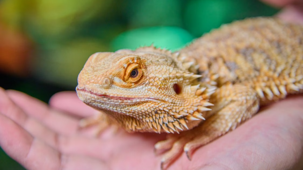 Loss of righting reflex showing advanced Post-vaccination complications in bearded dragons