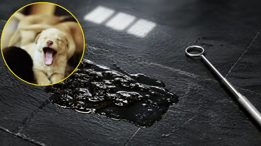 macro-view-of-glossy-tar-like-substance-representing-melena-dangerous-colors-of-dog-feces