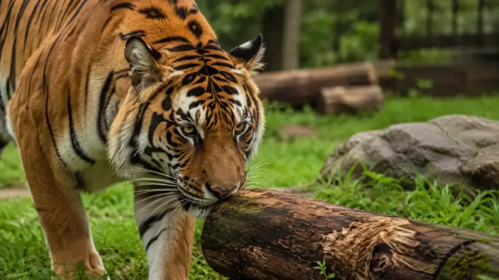 majestic-tiger-sniffing-a-scented-log-in-a-large-grassy-yard