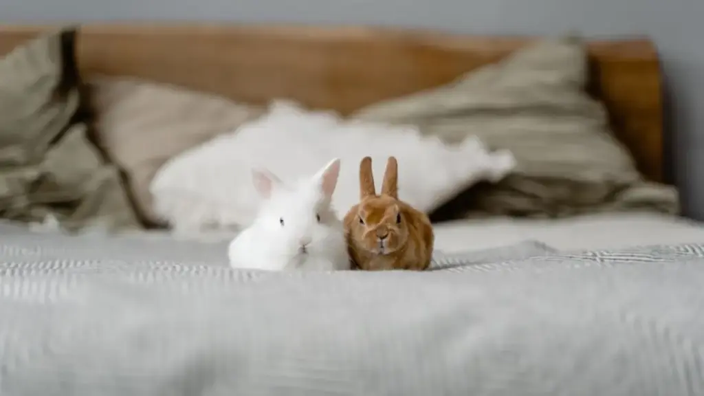 malnourished-rabbit-food-emergency-veterinary-clinic-check-for-what-food-does-a-bunnies-eat