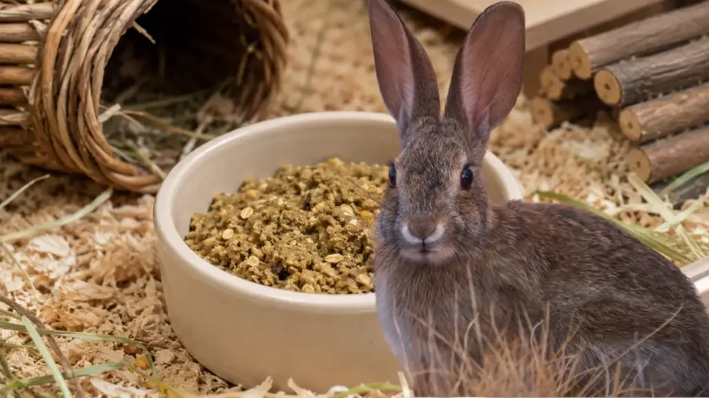 malnourished-rabbit-food-warm-oat-pellet-porridge-rebuilding-what-food-does-a-bunnies-eat