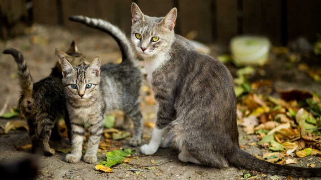 Mammary gland health assessment for the how to care for a cat after giving birth to boost milk production manual
