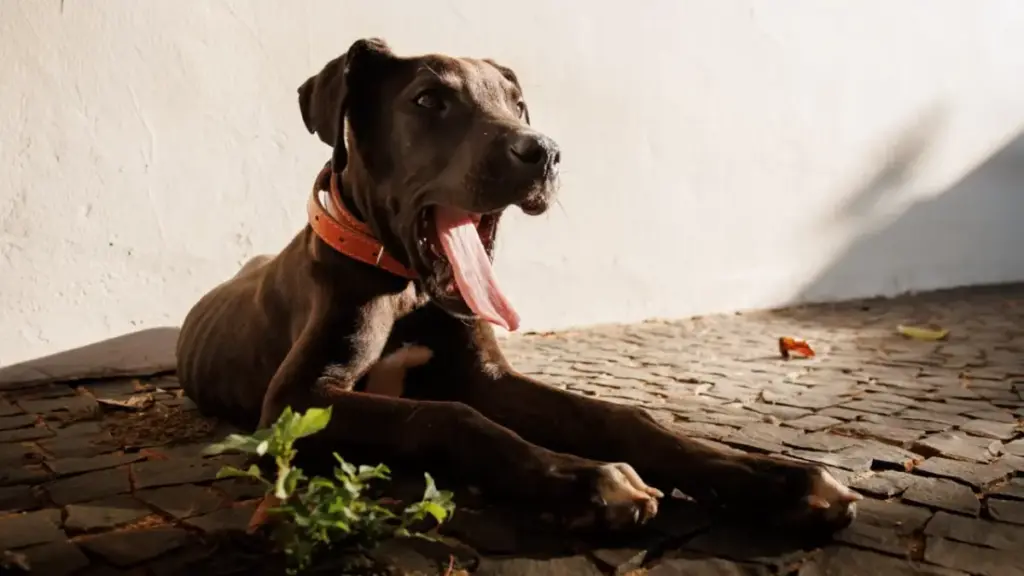 massive-calm-great-dane-dog-sleeping-peacefully-on-a-plush-apartment-bed