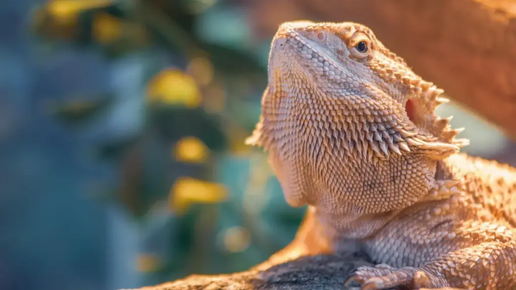 measuring-shell-thickness-to-predict-structural-failed-bearded-dragon-breeding-eggs