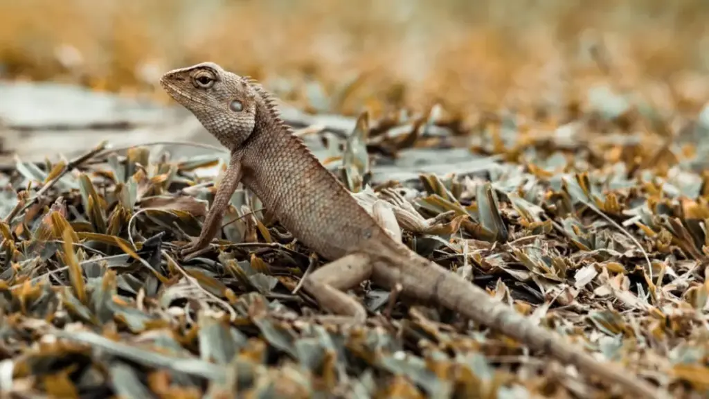 medical-visualization-of-skeletal-damage-caused-by-a-dangerous-bearded-dragon-diet