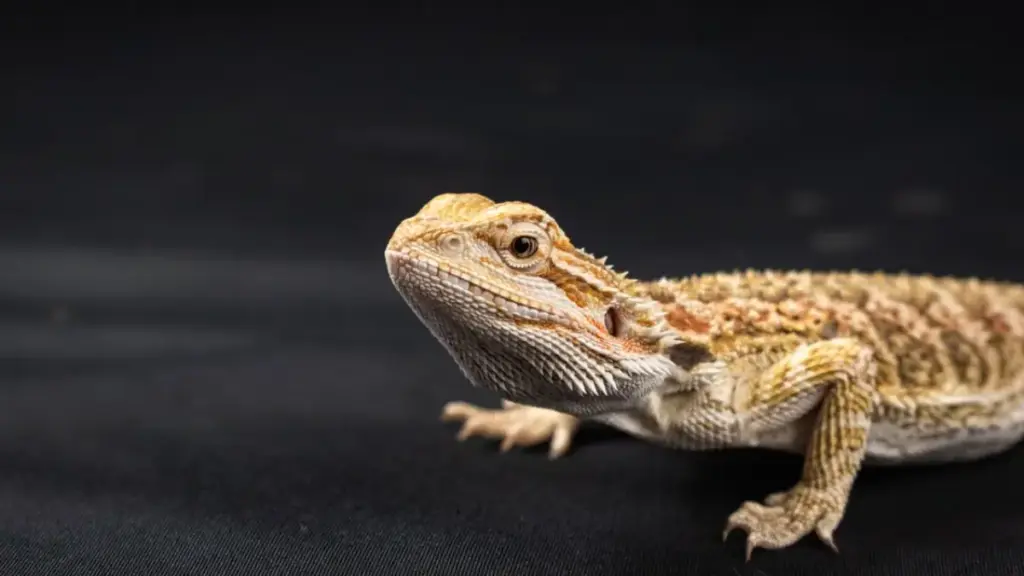 microscopic-pathogens-infusing-into-membrane-of-failed-bearded-dragon-breeding-eggs