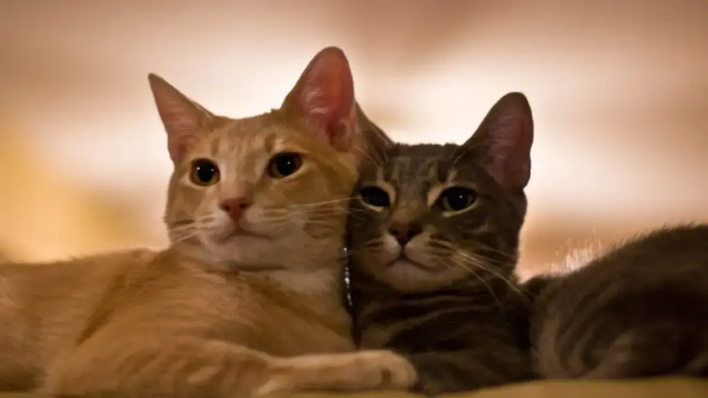 modern-wall-mounted-air-conditioner-panel-cooling-a-living-room-space-during-feline-aggression-treatment-pet