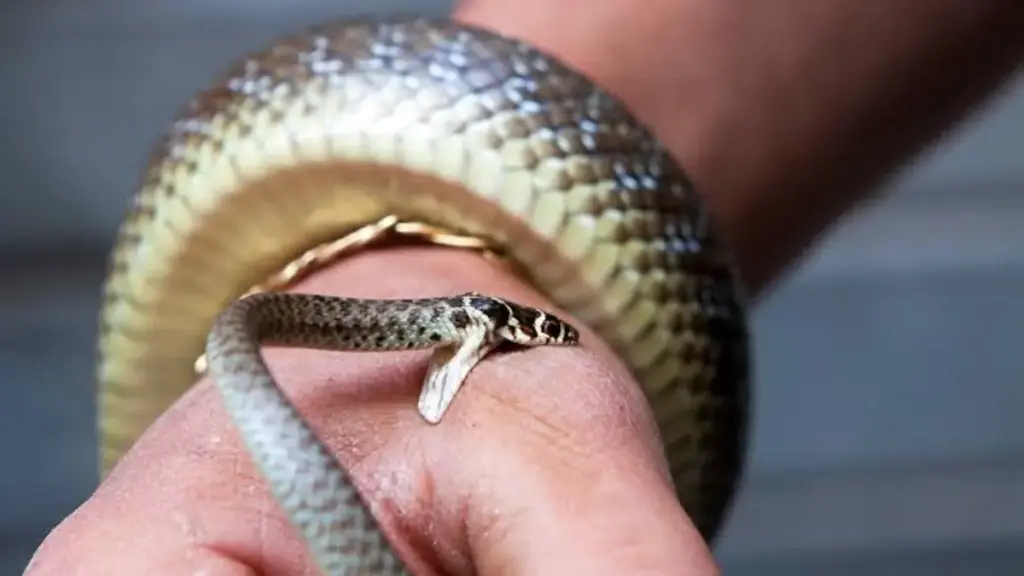 applying-pressure-immobilization-bandage-on-limb-after-being-bitten-by-a-snake
