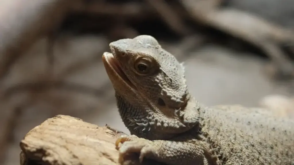 moisture-errors-on-incubator-tray-resulting-in-failed-bearded-dragon-breeding-eggs