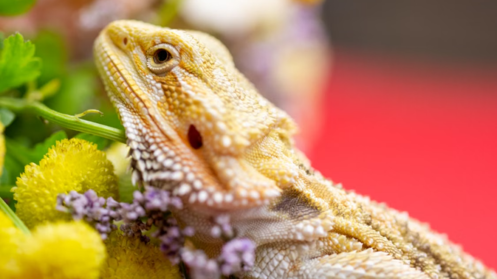 Muscle fasciculation induced by systemic Post-vaccination complications in bearded dragons