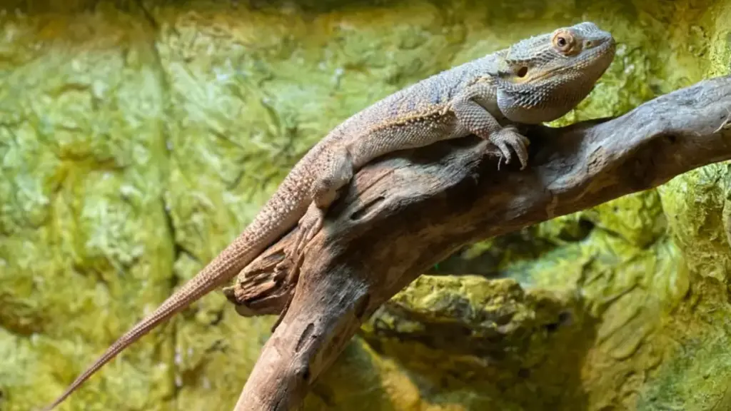 non-fertile-yolk-mass-analysis-of-failed-bearded-dragon-breeding-eggs