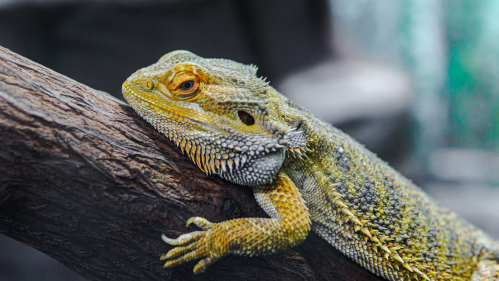 Organ strain caused by incorrect treatment of Post-vaccination complications in bearded dragons