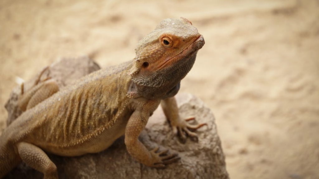 Oxygen therapy mitigating respiratory failure from Post-vaccination complications in bearded dragons