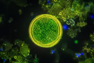 parasitic infection cyclospora oocyst microscopic view