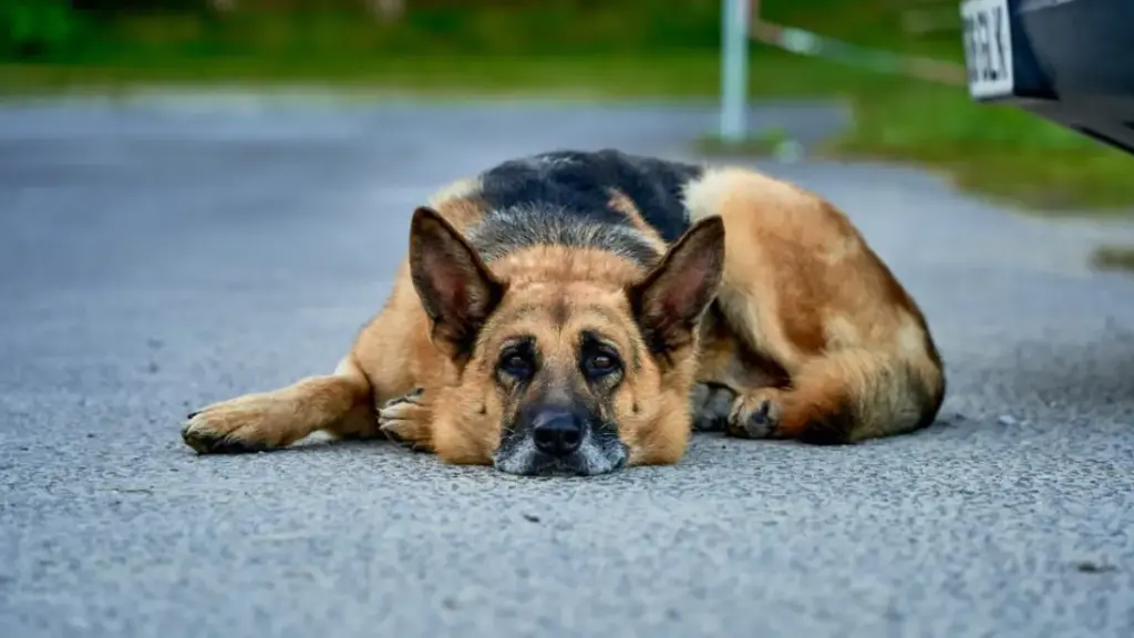 parasitic-infection-resulting-in-dangerous-colors-of-dog-feces