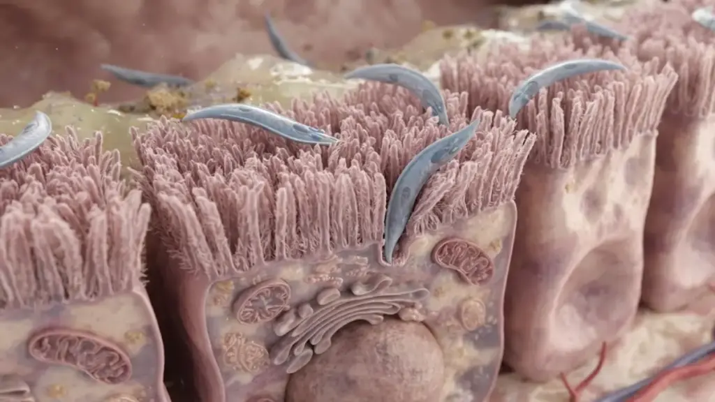 parasitic-infection-sporozoite-adhesion-intestinal-microvilli