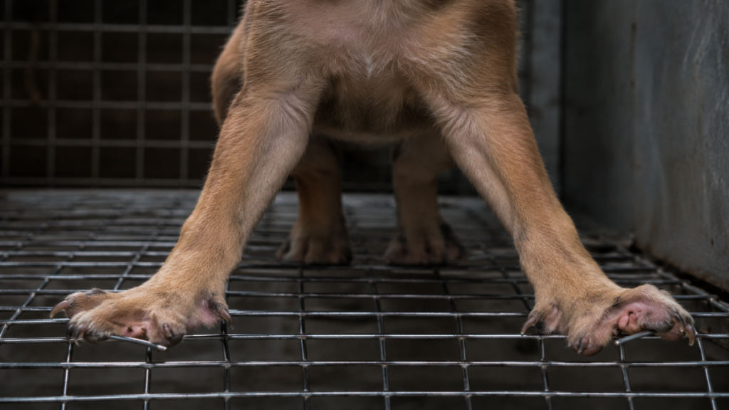 Paw deformities from the harmful effects of a canine kennel
