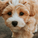 pet insurance for adopted dogs