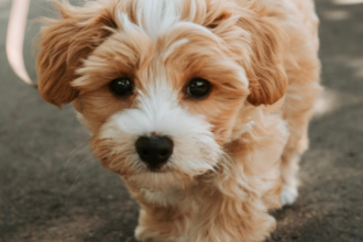 pet insurance for adopted dogs
