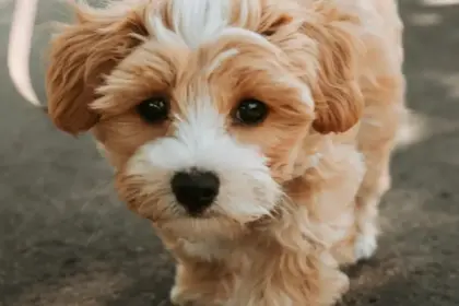 pet insurance for adopted dogs
