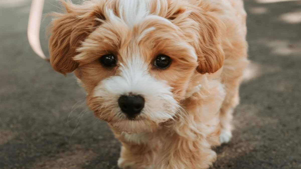 pet insurance for adopted dogs