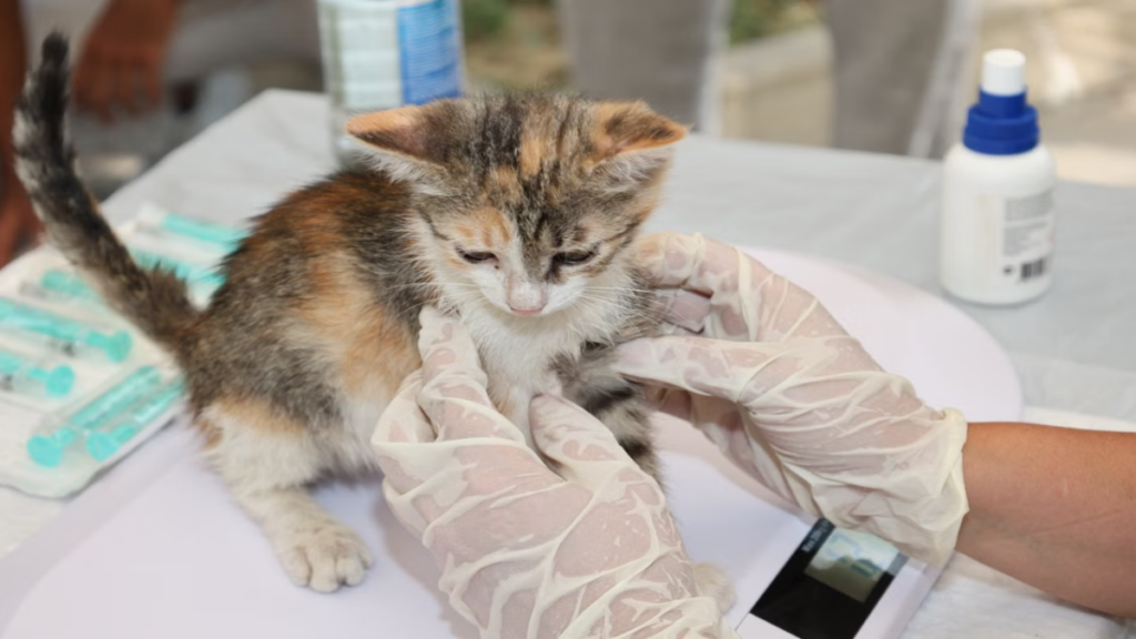Monitoring feline vital signs to ensure safe recovery after a complex cat childbirth delivery