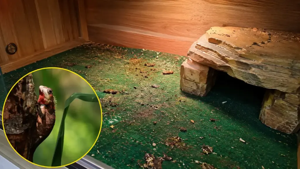 porous-synthetic-textiles-harboring-harmful-microscopic-pathogens-in-a-flawed-bearded-dragon-cage-setup