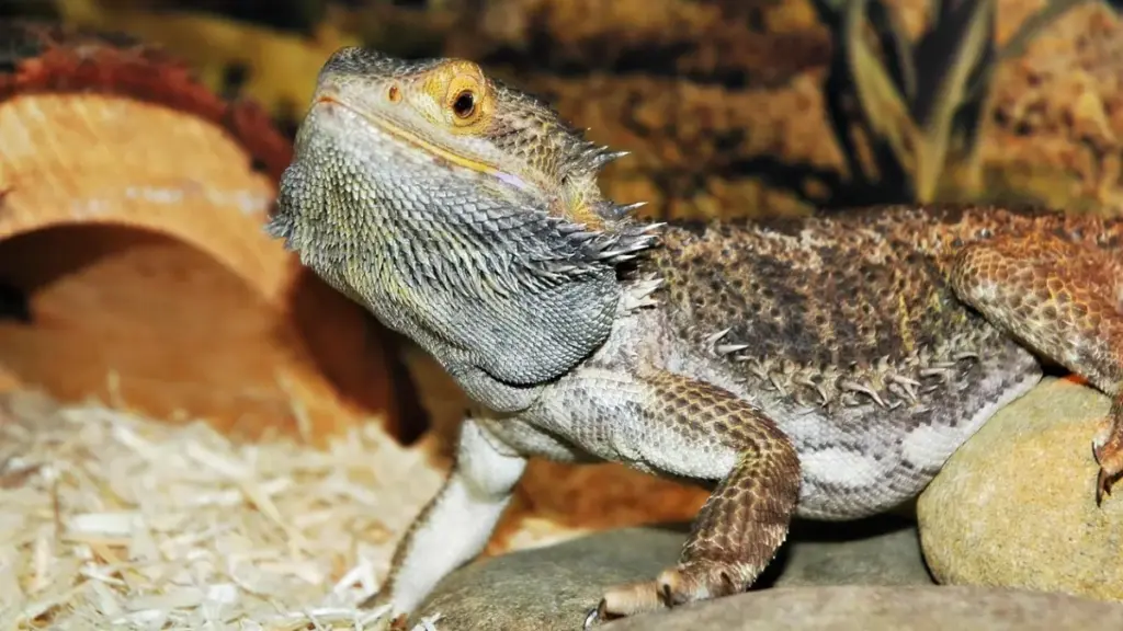 precise-batch-tracking-system-for-managing-failed-bearded-dragon-breeding-eggs