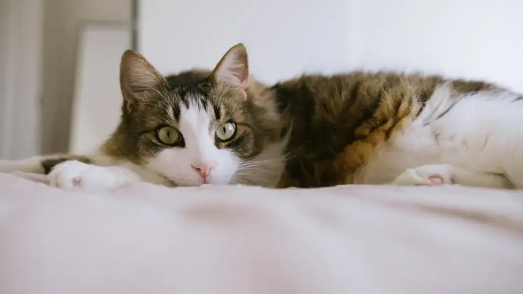 pregnant-cat-exhibiting-nesting-behavior-as-signs-cat-is-giving-birth