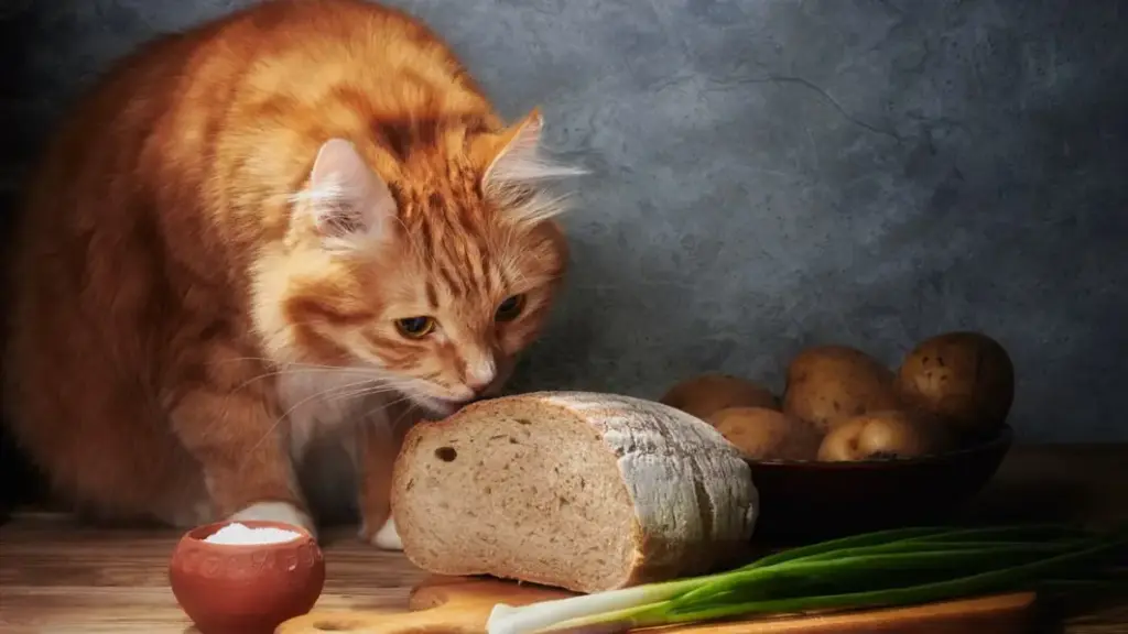 premium-raw-minced-beef-feline-diet-mix-with-calcium-vitamin-powders