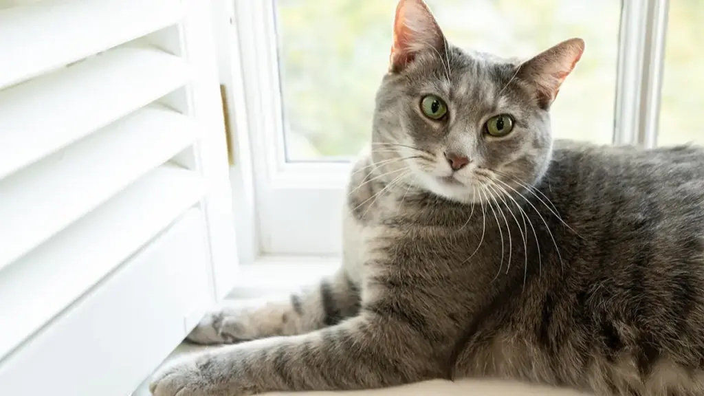 preparing-a-high-protein-raw-meat-diet-for-a-healthy-feline-cat