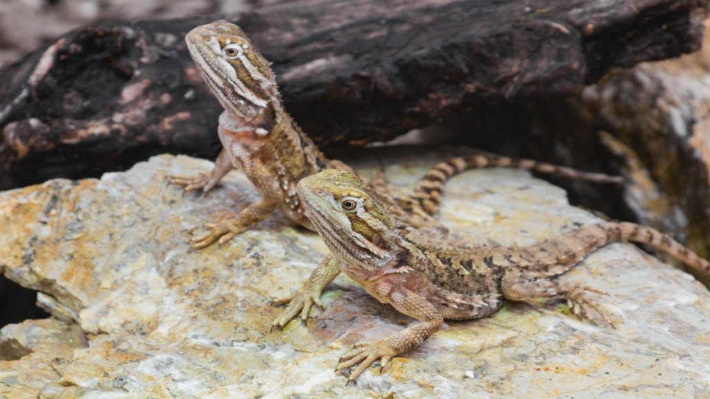 Incubation methods included in the safe methods for bearded dragon breeding at home manual
