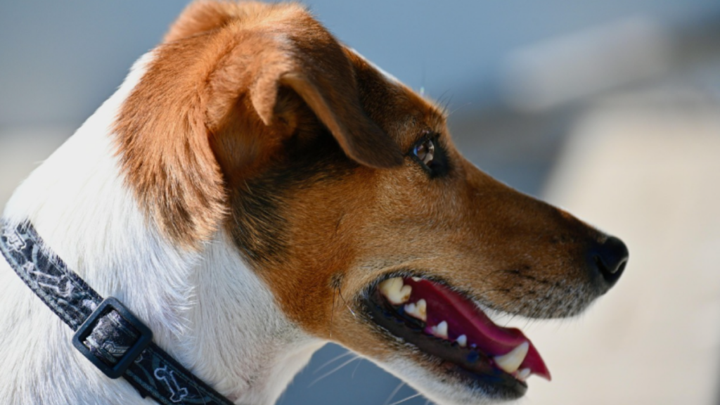 Proper sizing to avoid the harmful effects of a canine kennel