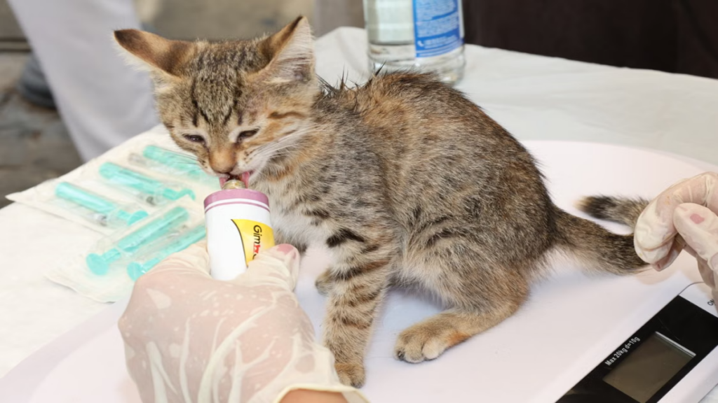 High protein liquid puree preparation for the how to care for a cat after giving birth to boost milk production guide